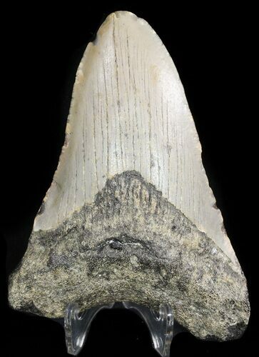 Bargain, Megalodon Tooth - North Carolina #48288